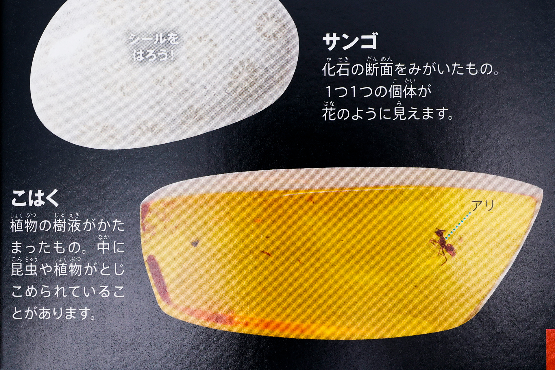 ミニ図鑑「岩石・鉱物・化石/化石特集 クイズつき」は「小学館の図鑑NEO 岩石・鉱物・化石」をもとに作成されたミニ図鑑。化石の標本を中心に掲載されている