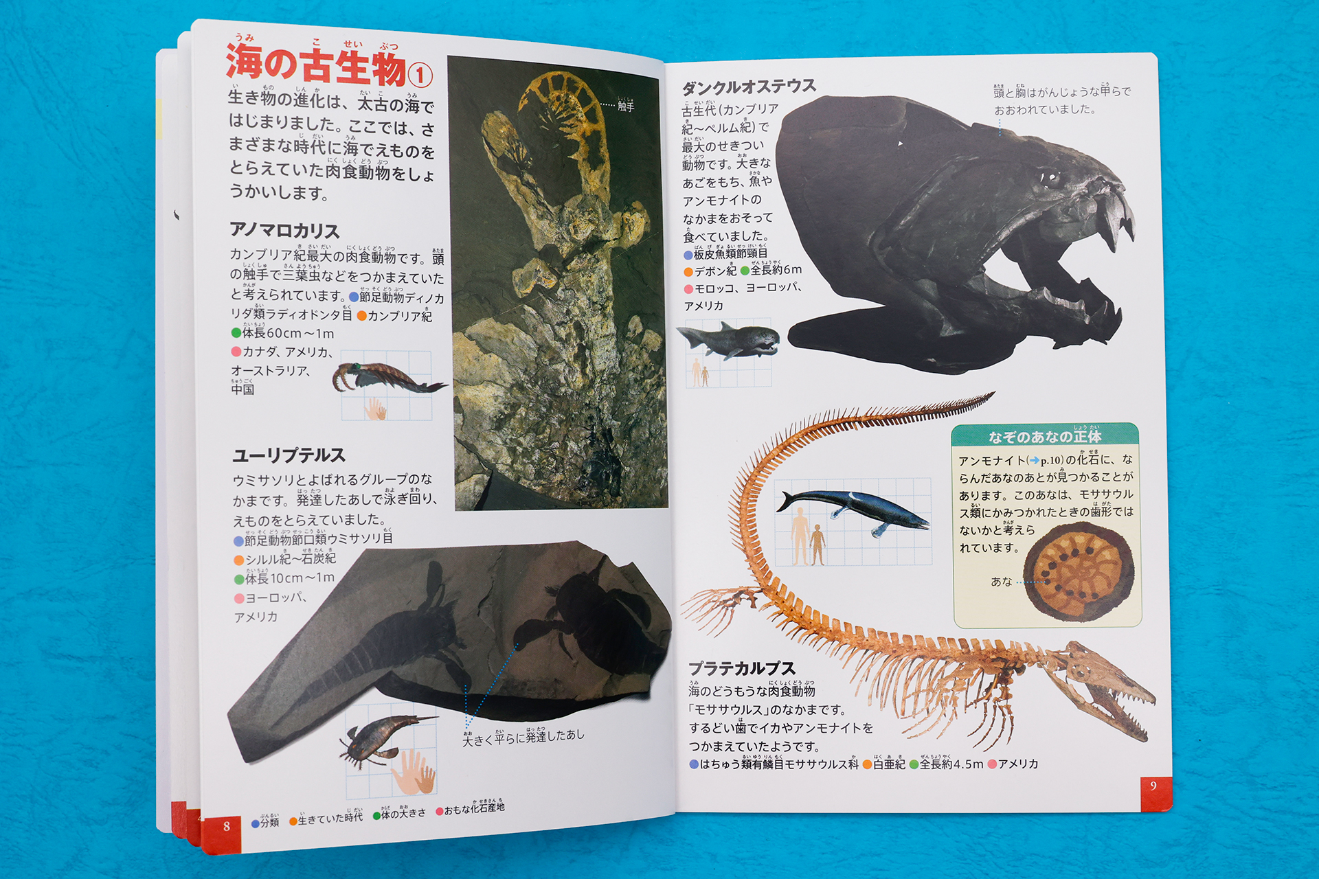 写真と合わせて、関連した情報もコラム的に掲載されている