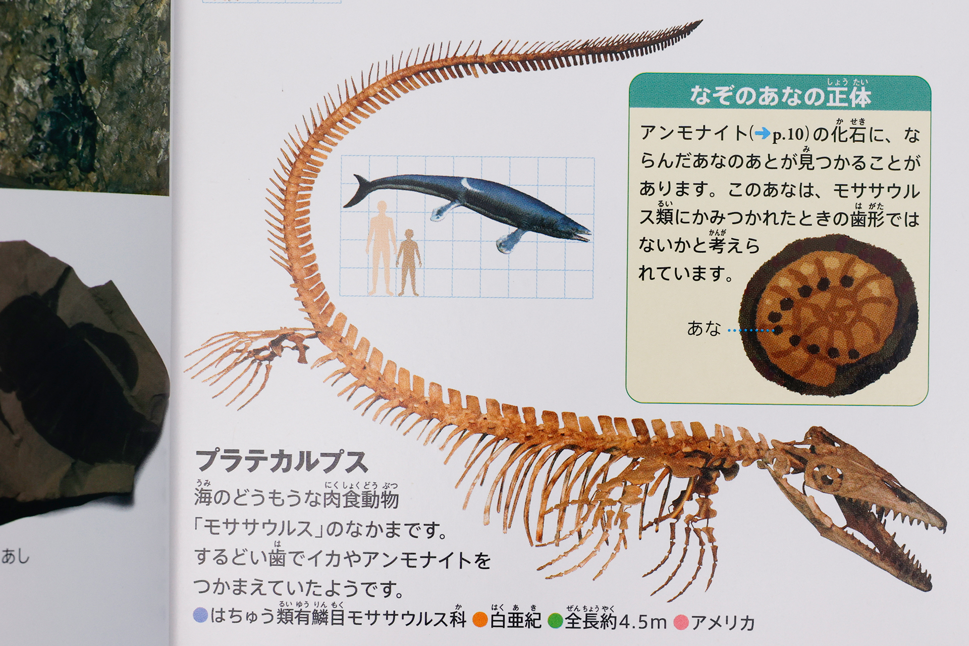 写真と合わせて、関連した情報もコラム的に掲載されている