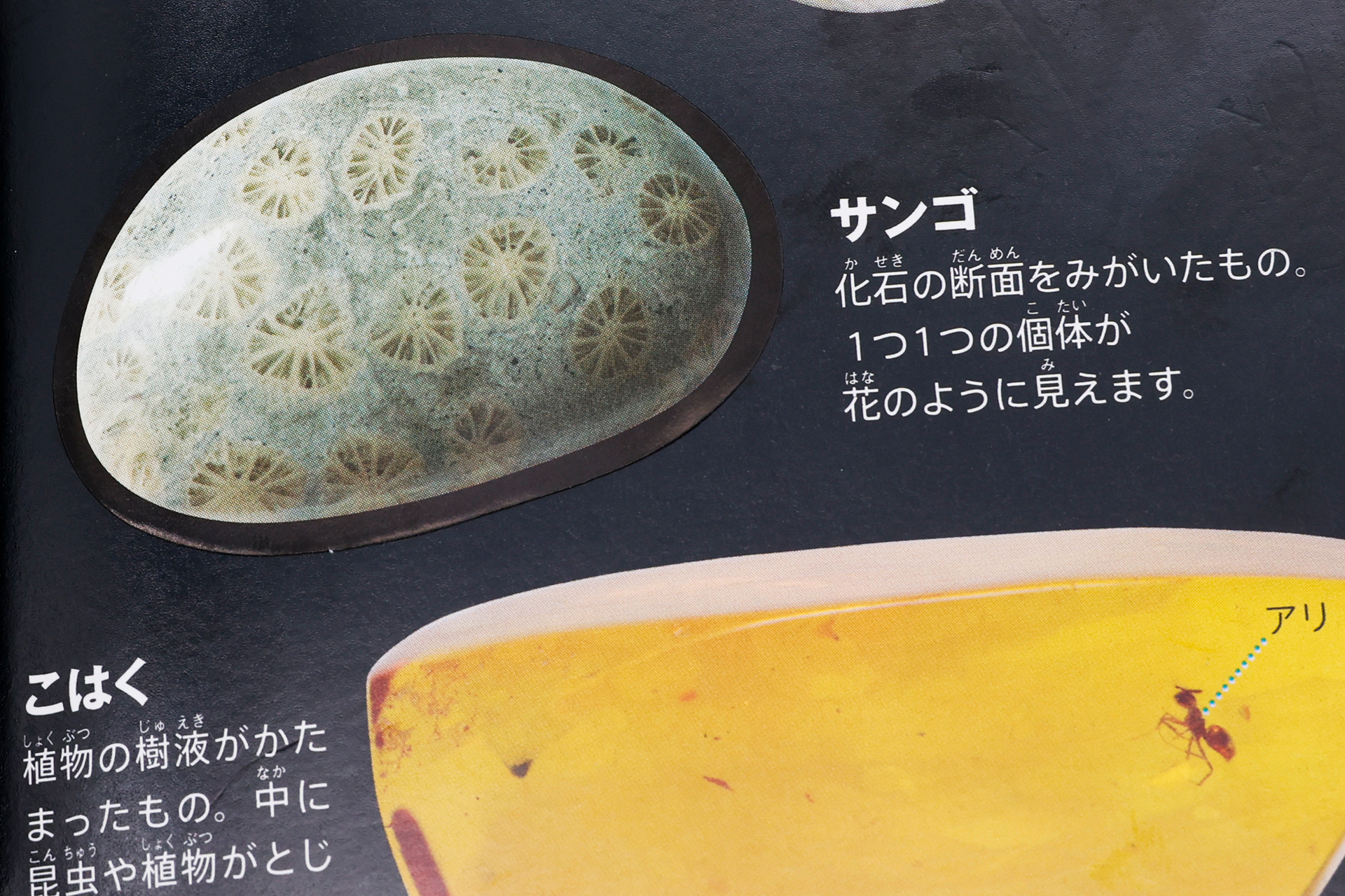 シールを貼ることで、このように図鑑が完成していく