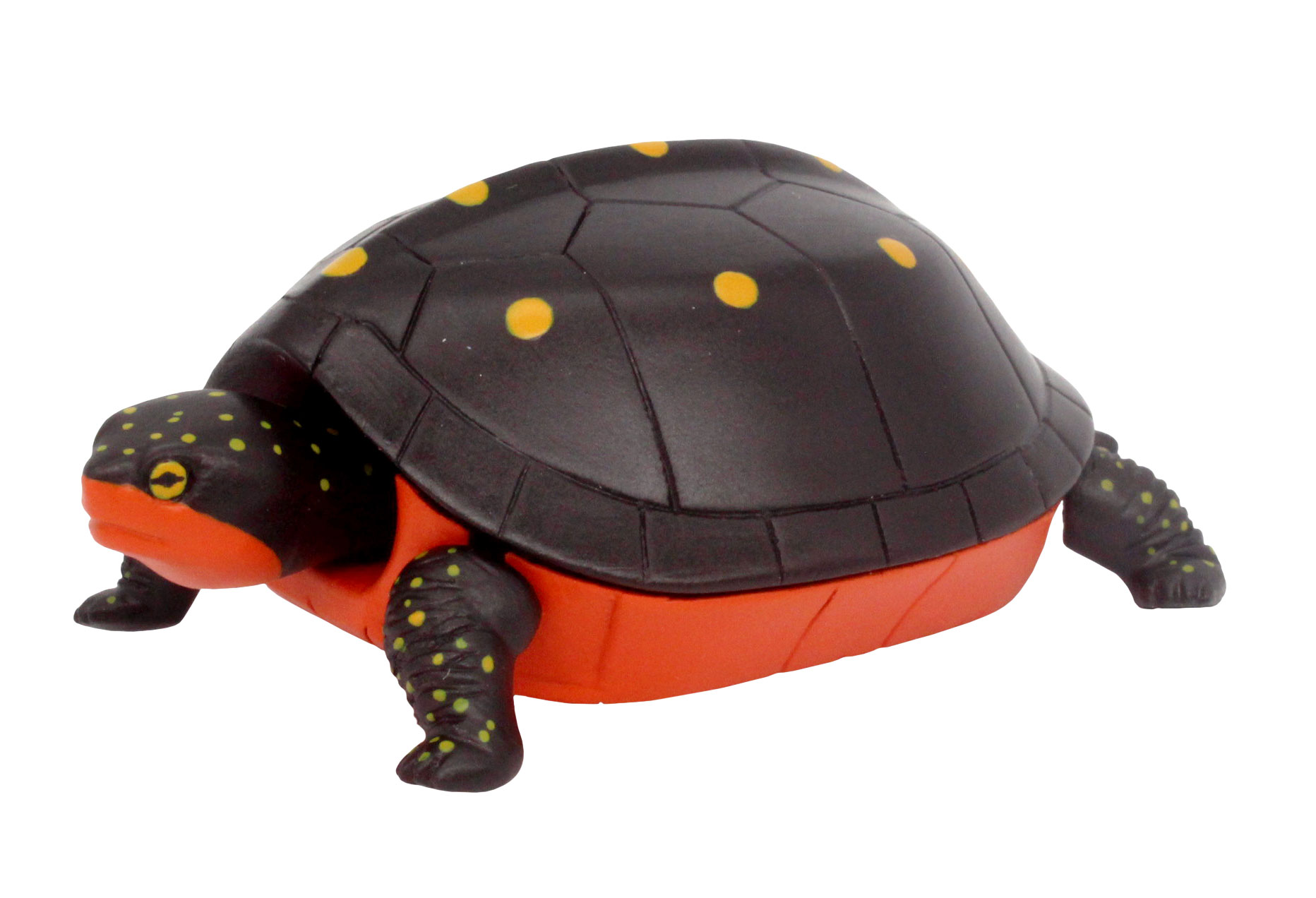 キボシイシガメ