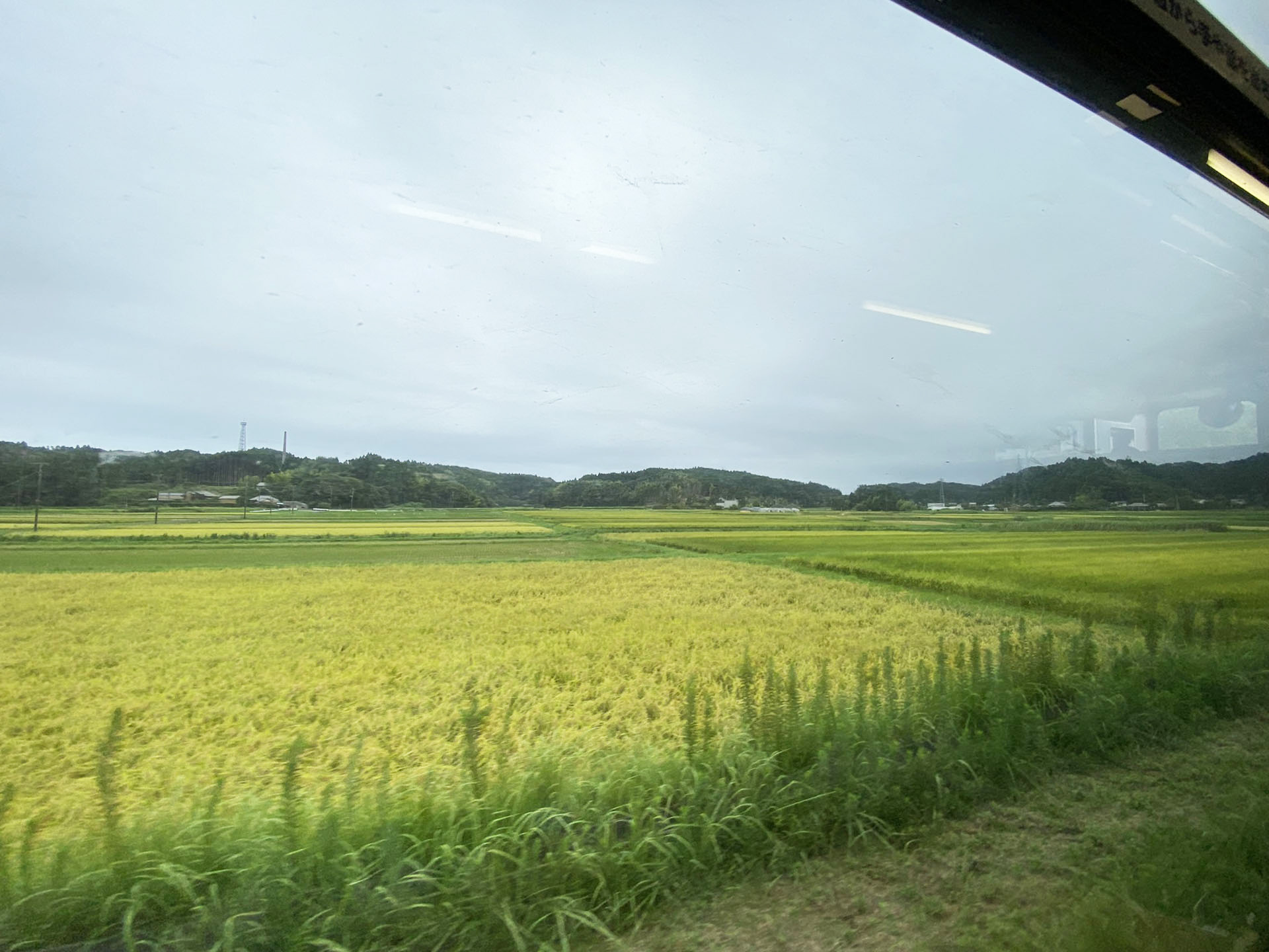 8月後半は稲が実っている。もうすぐ稲刈りの時期だ