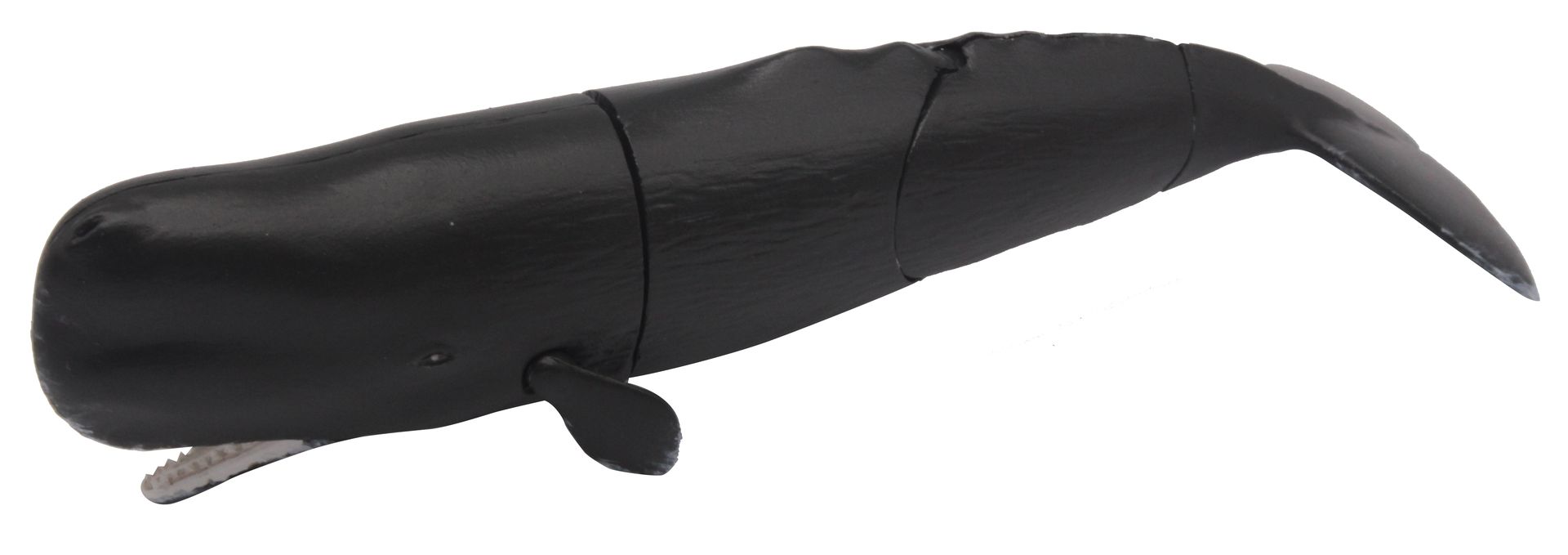 マッコウクジラ A