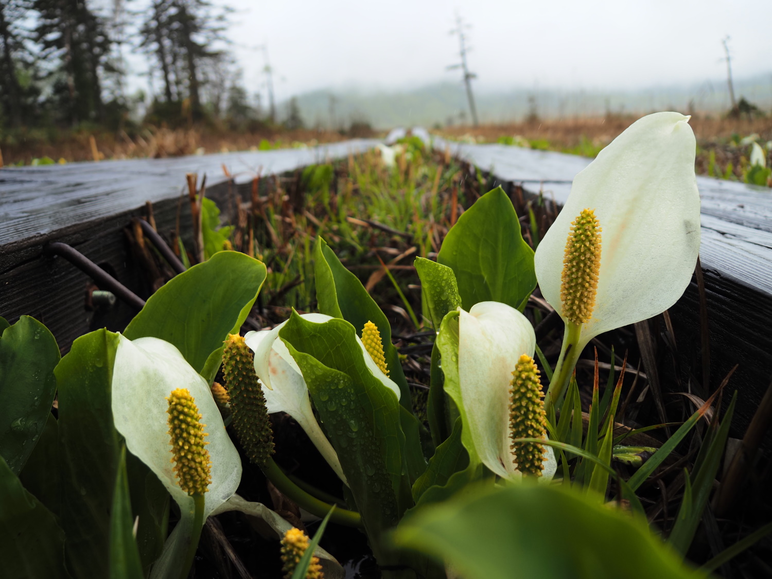 公式ページの実写サンプル（使用レンズ：M.ZUIKO DIGITAL ED 14-150mm F4.0-5.6 II）