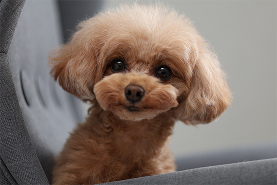 公式ページより撮影サンプル（使用レンズ：RF85mm F2 MACRO IS STM）