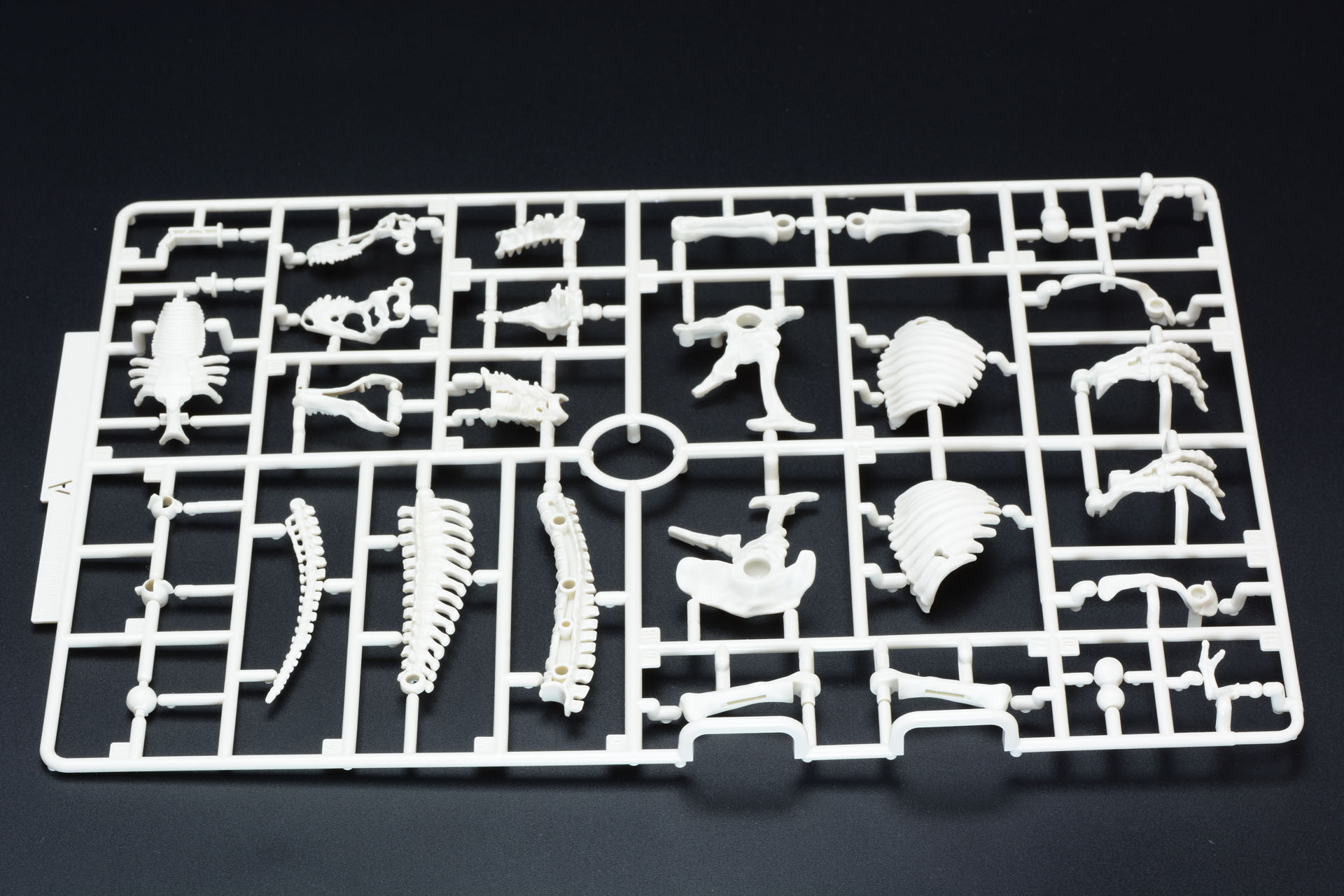 骨格パーツは1枚のランナーで収められている