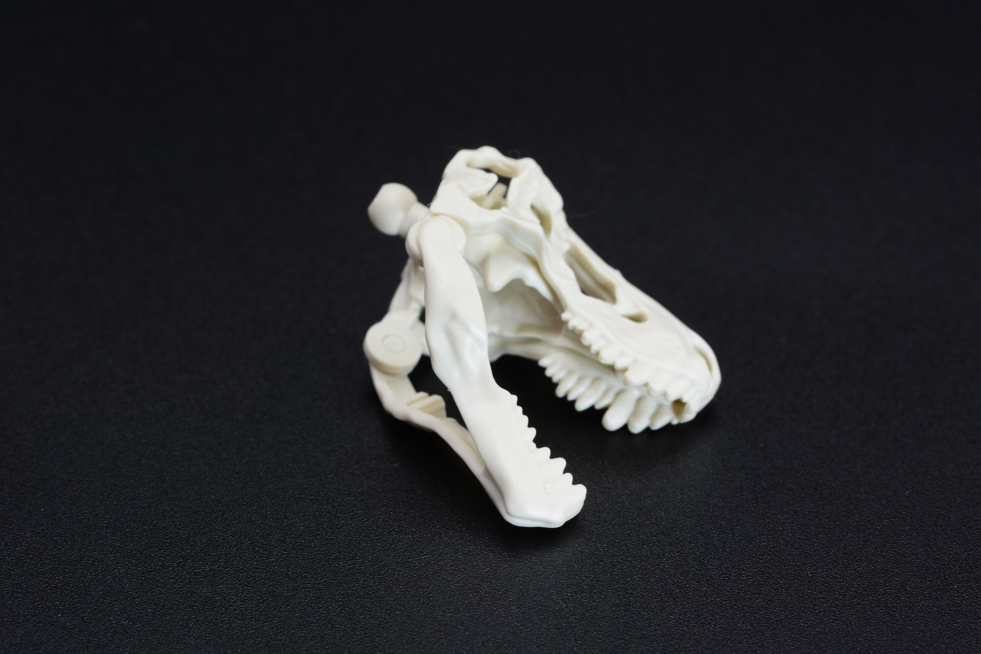 下顎は可動、ティラノサウルスならではの巨大な口だ