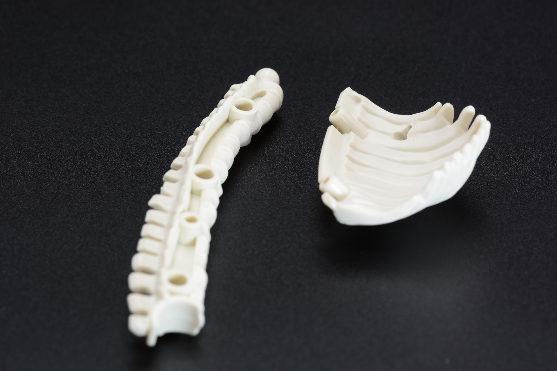 背骨と肋骨はかなりしっかり接続される