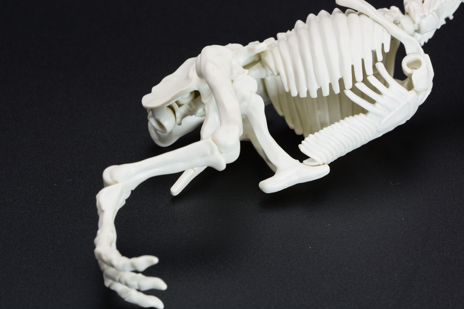 大きな後ろ足、鳥のような足先だ