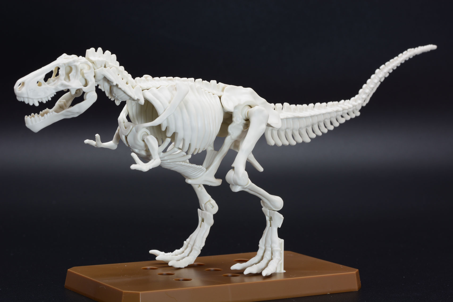 ティラノサウルスならではの骨格モデル