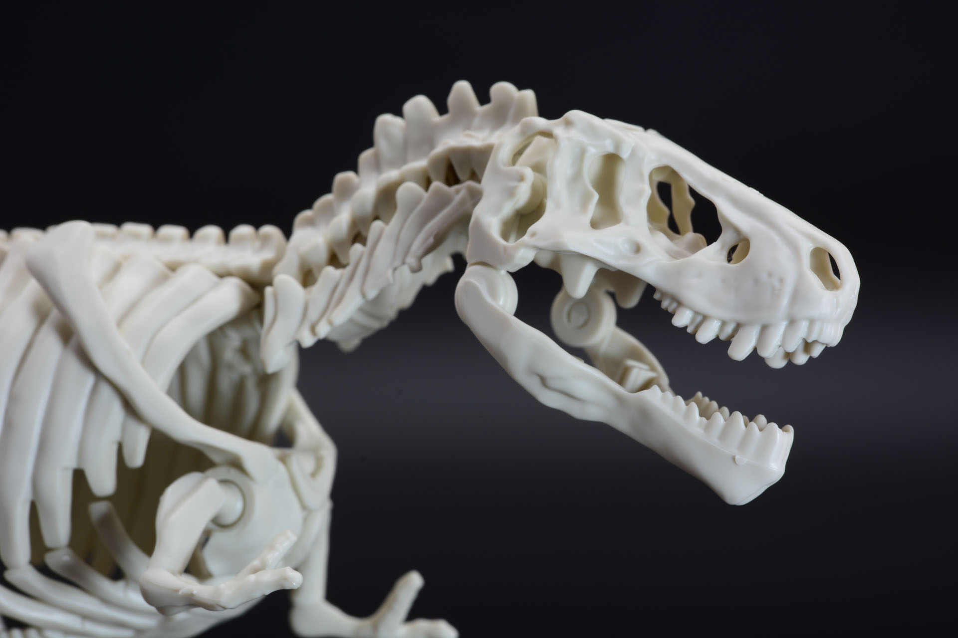 その大きな口の噛む力は6トンもあるという