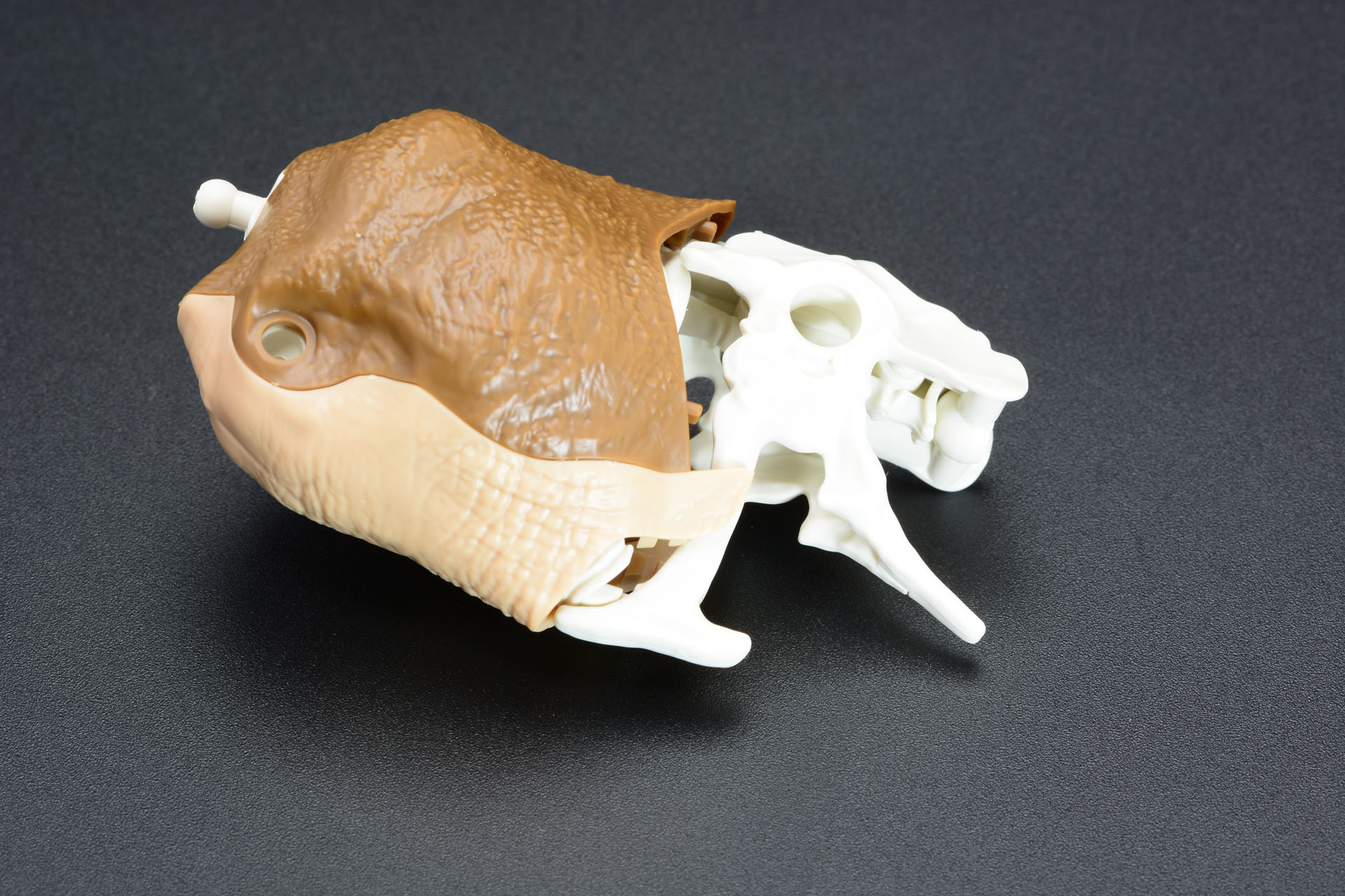 外装の成形色は2色だが、かなりリアルなティラノサウルスとなっていく