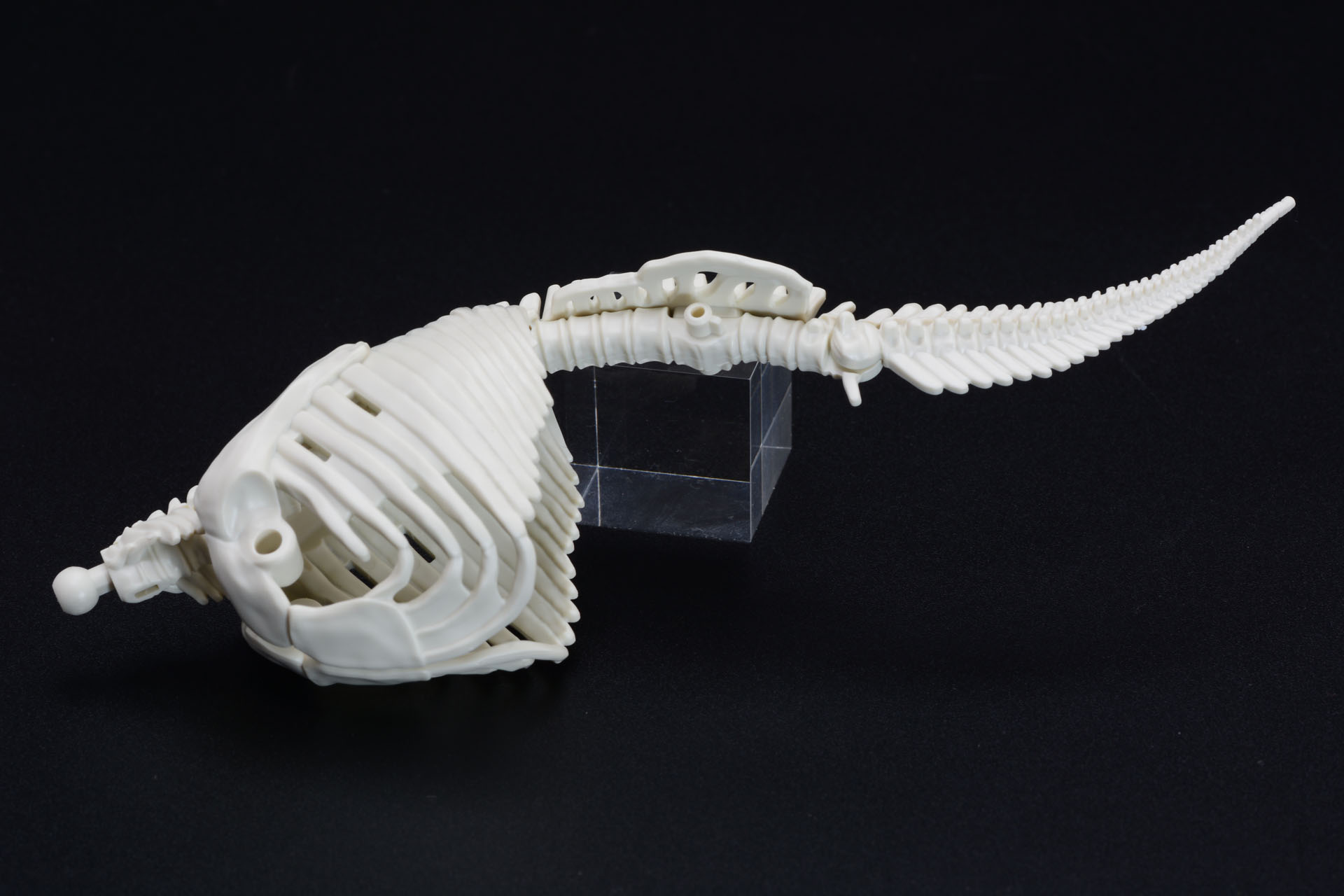 ティラノサウルスとか全く違う構造だ