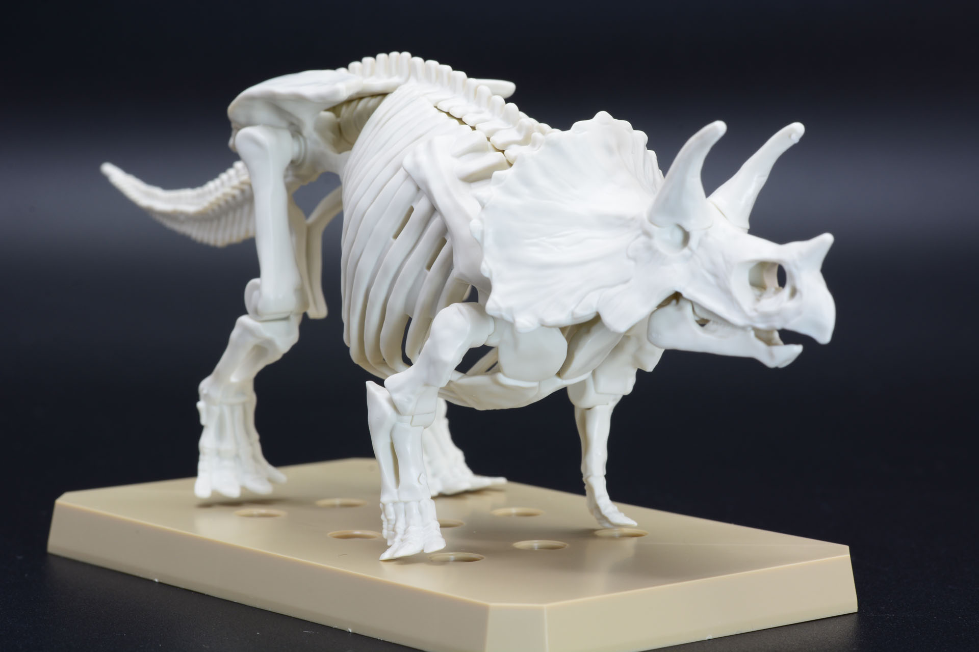 トリケラトプスならではの骨格。草食動物ならではの歯、手の甲が外を向いた前足など、様々なポイントがわかる