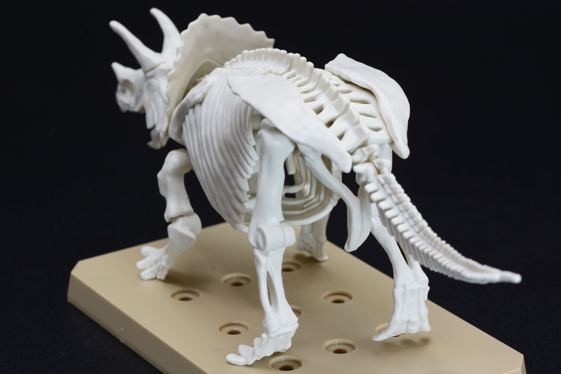 トリケラトプスならではの骨格。草食動物ならではの歯、手の甲が外を向いた前足など、様々なポイントがわかる