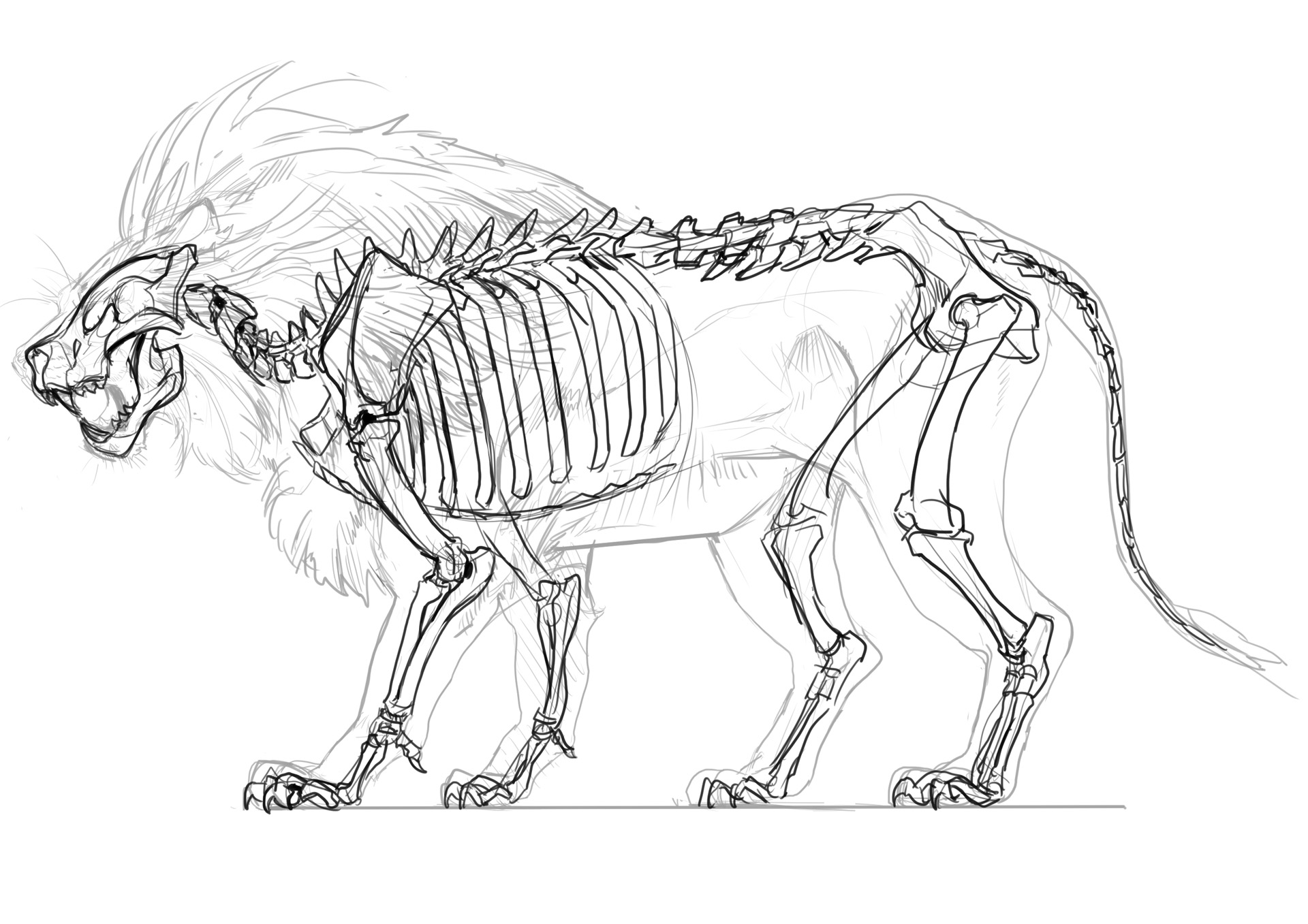 開発には、実際のライオンの骨格を参考にしている