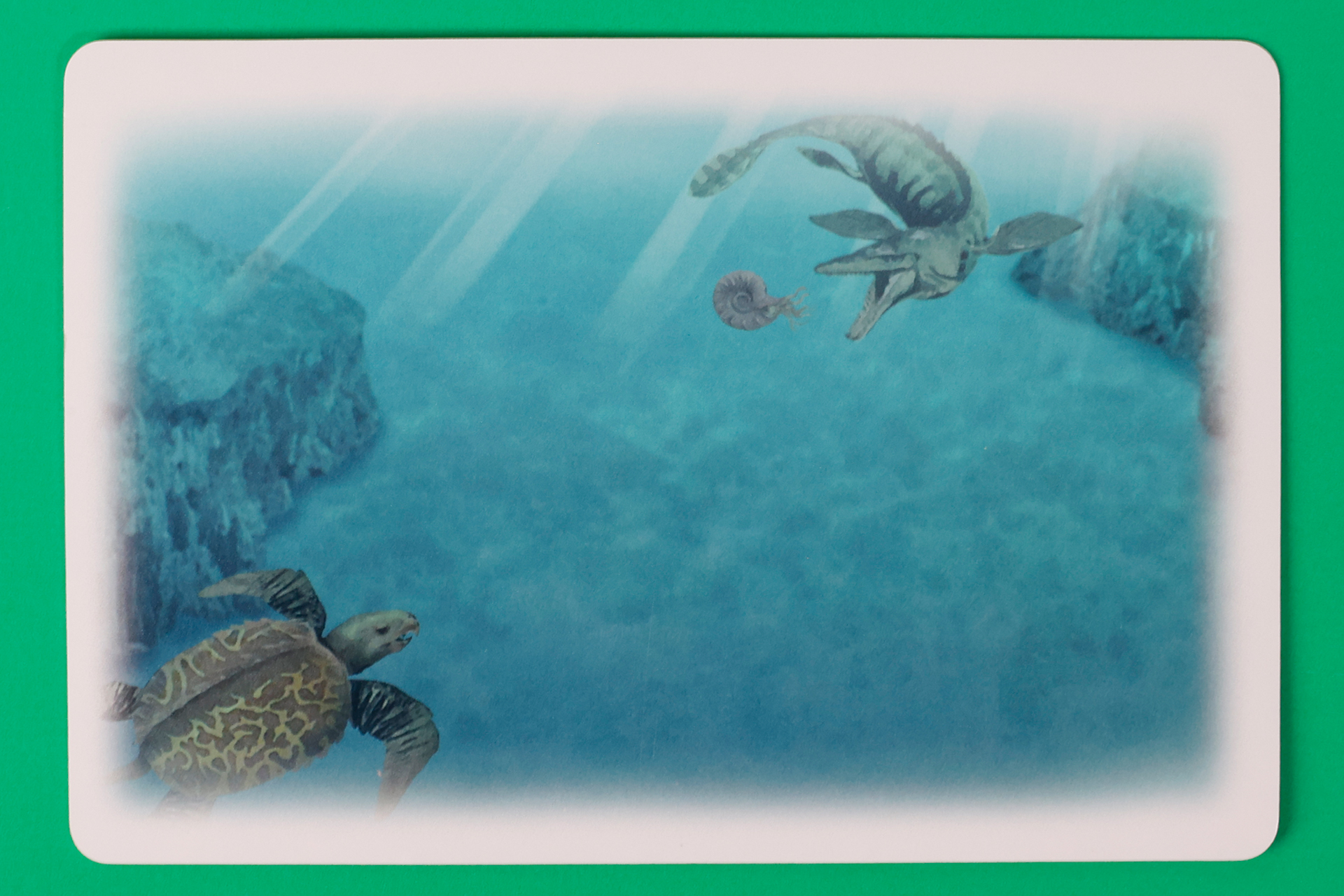 カードの裏面には、亀が泳いでいる水中のイラストが描かれている
