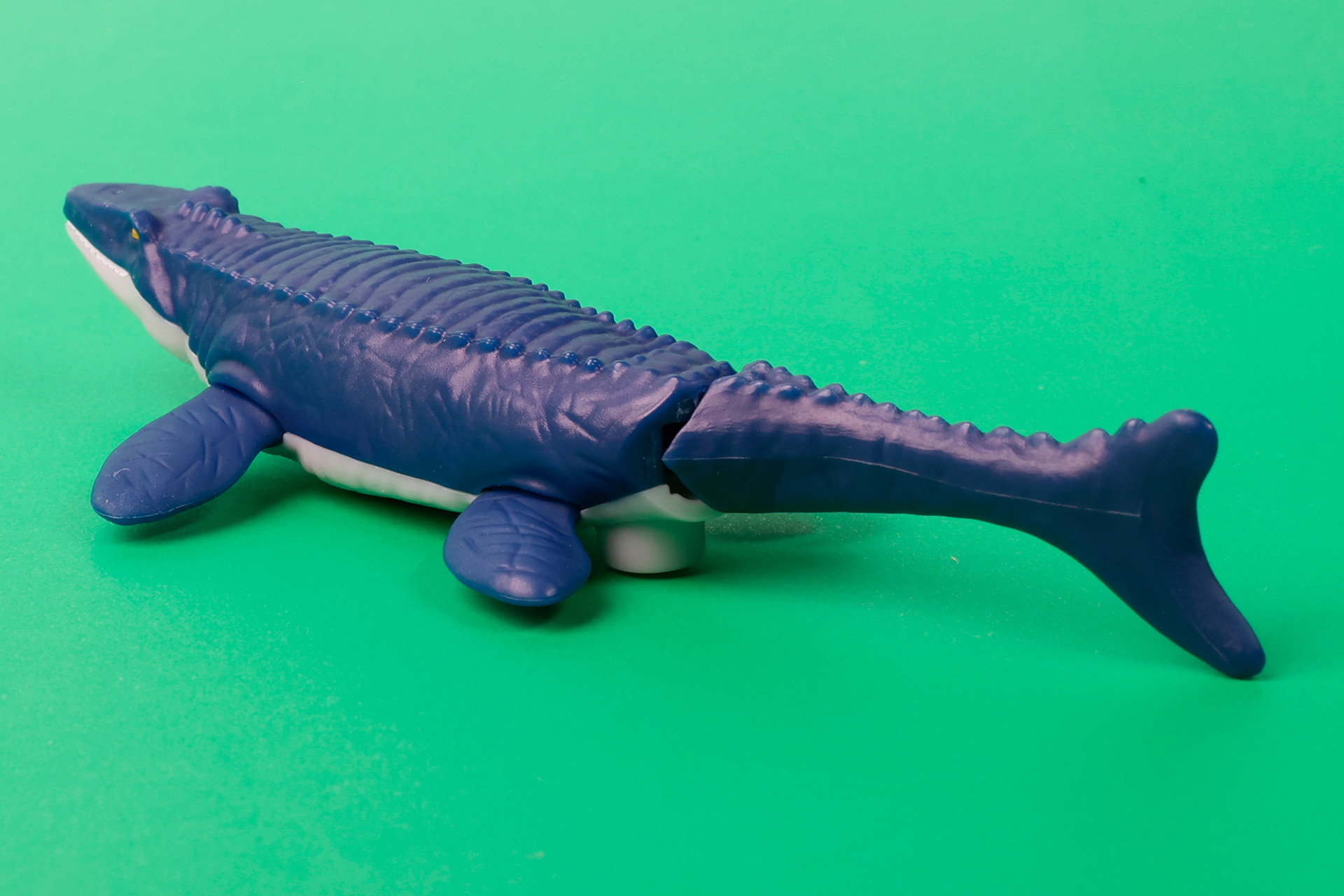 普段見ているような生物たちとは異なる形状をしているということもあり、ついつい見入ってしまう