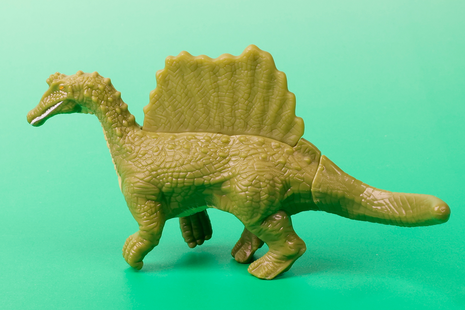 大きな背びれも魅力的だ