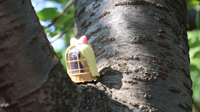 木の枝に置いても……