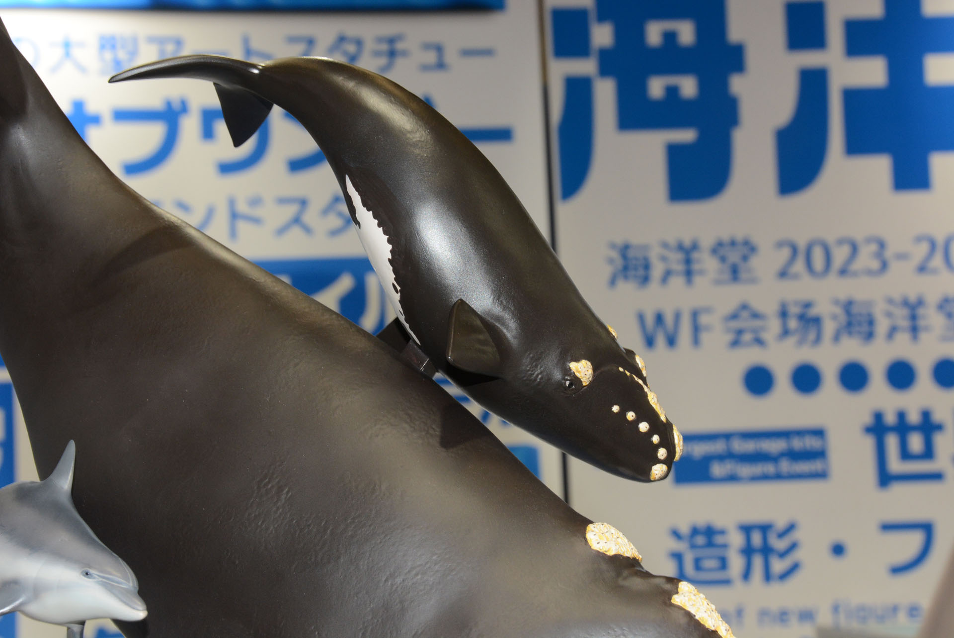 子供のクジラ。白い模様がある。クジラのなめらかな曲線がしっかり表現されている