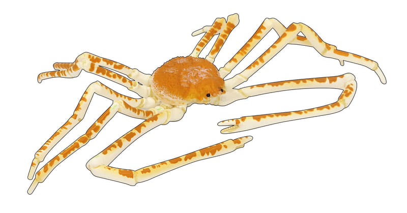 タカアシガニ B（約125mm）