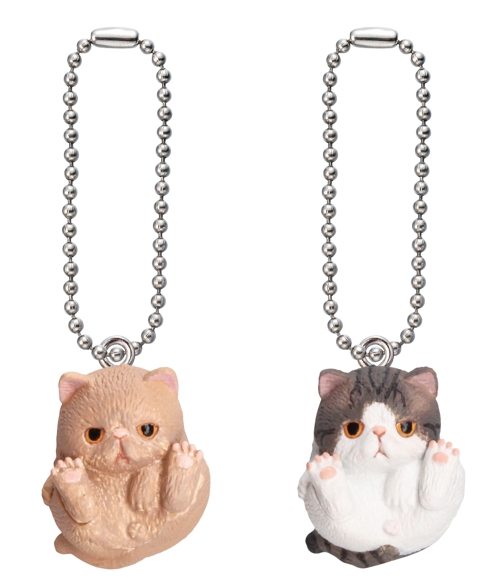 左：エキゾチックショートヘア（クリーム）/右：エキゾチックショートヘア（ブラウンタビー＆ホワイト