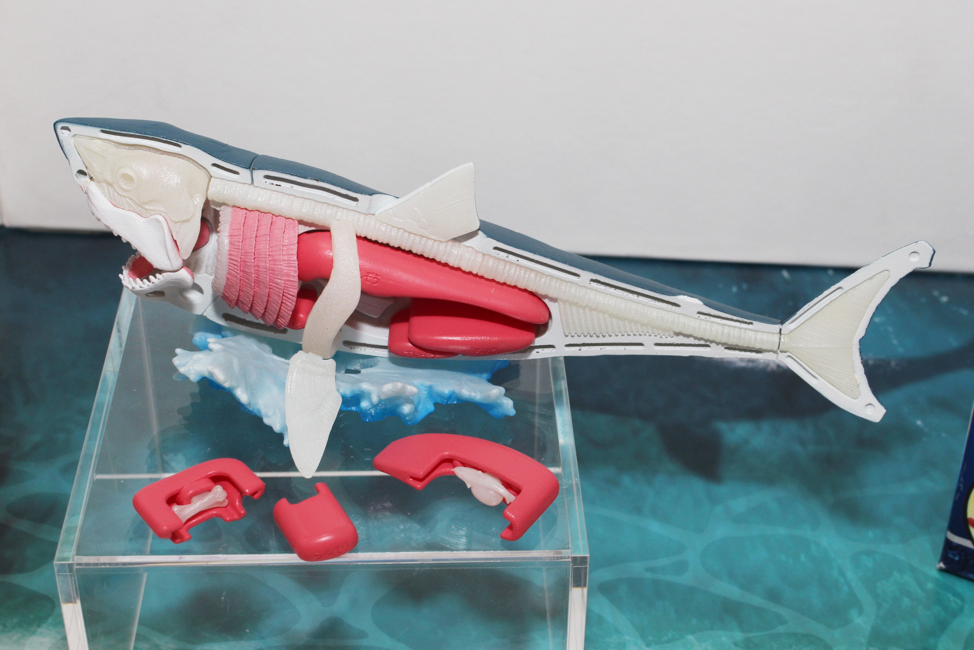 サメの内部を忠実に再現。食材ではなく標本のようだ