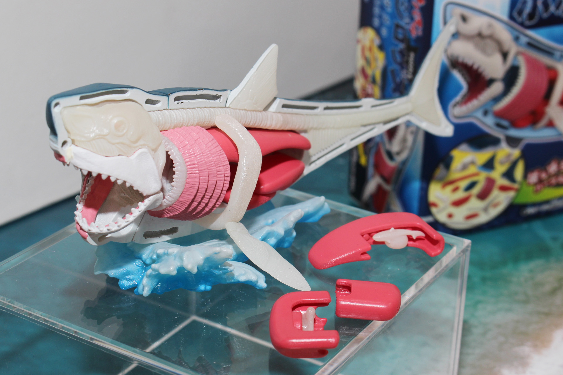 特徴的なサメの歯や胃の中の消化物、子宮内の子ザメまで立体化している