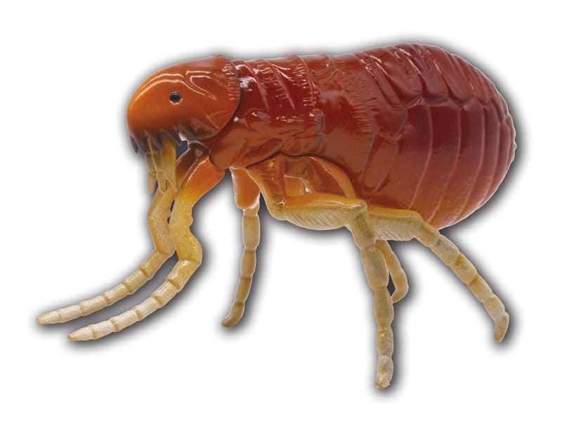 前足が可動/幅 約60mm