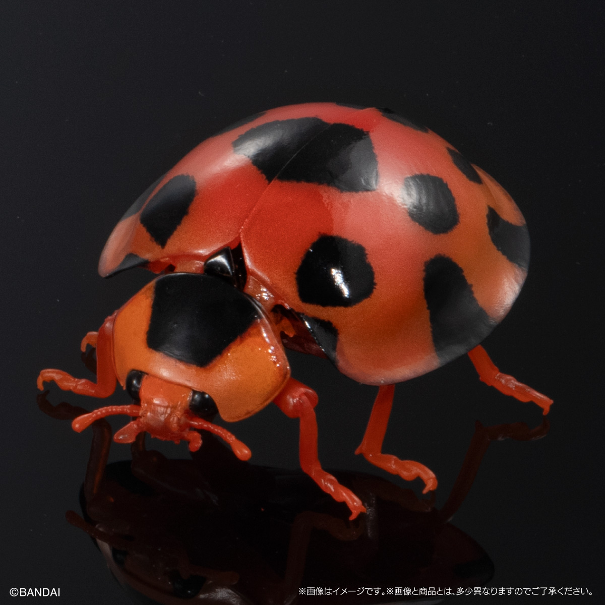 オオテントウ（大型）