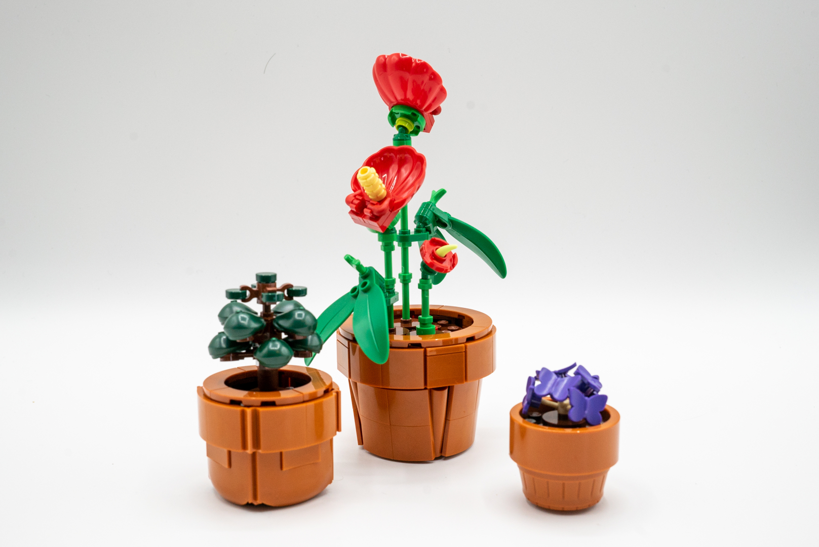 カネノナルキ＆サンカクカタバミ＆アンスリウム