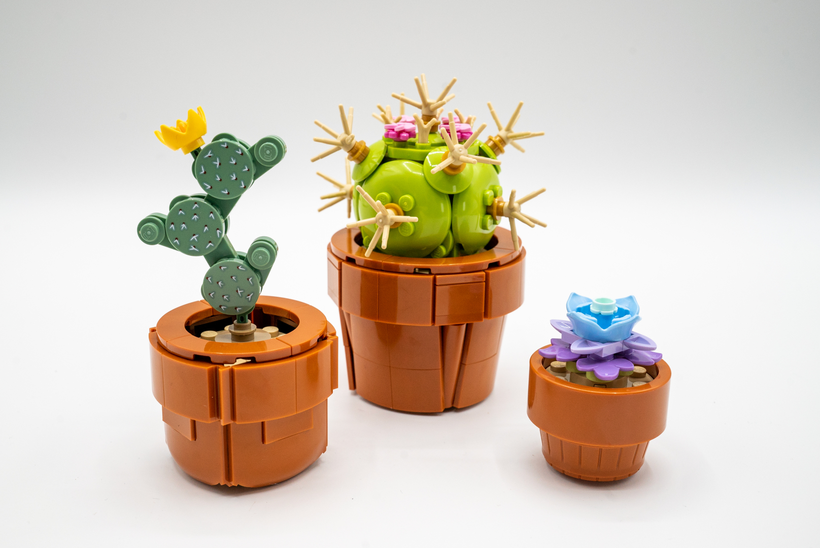 ウチワサボテン＆マミラリアサボテン