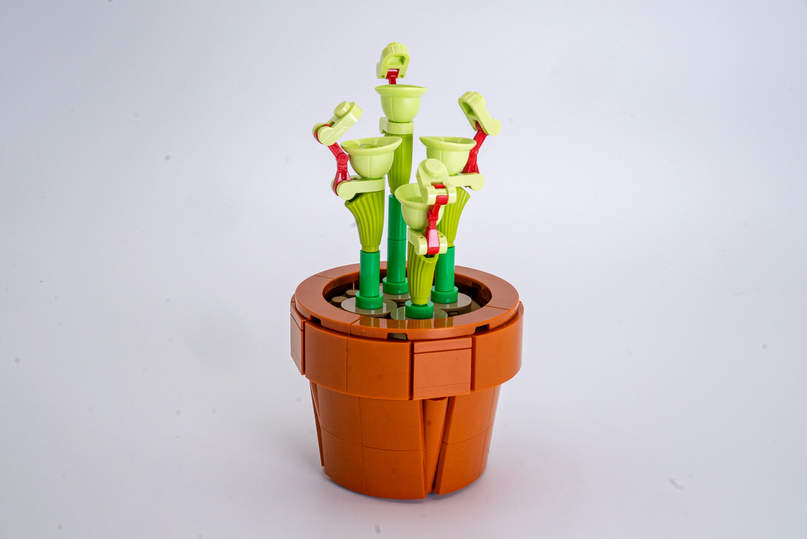 完成したピッチャープラントは、見ているだけで様になる