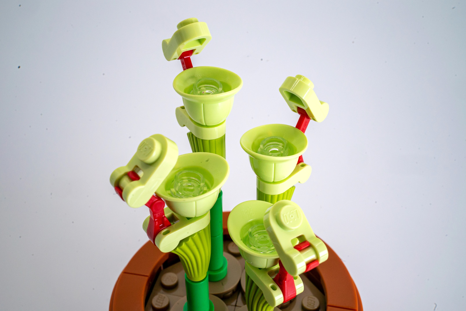 ピッチャープラントを上からのぞくと、透明の丸プレートがみずみずしい感じに見える