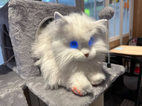 ◎ 本物そっくり ラグドール 動く 猫ロボット ペット おもちゃ Amazon | ◎ 本物そっくりラグドール 動く 猫ロボット | 電動