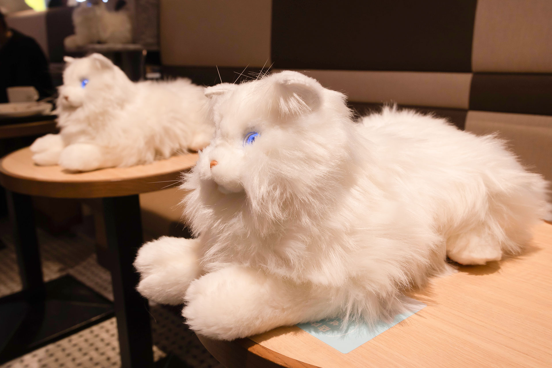 カラーバリエーションは、ホワイトとブラウンの2色。ちなみにロボットごとに性格の違いなどはない