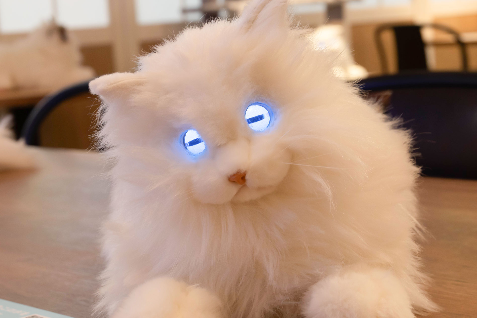 瞳の動きが次々変わるところも、猫のリアルな動きを再現している