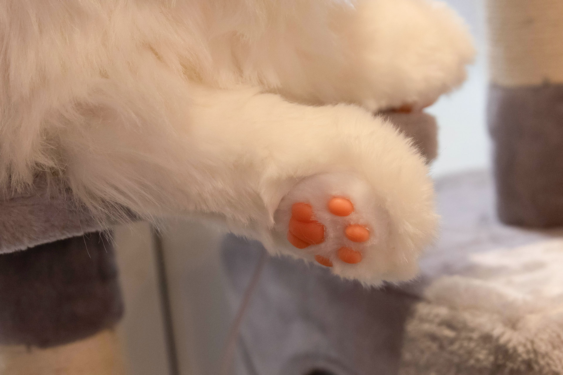 肉球もこだわって作られているところのひとつだ。ロボットなら好きなだけ触ることができる