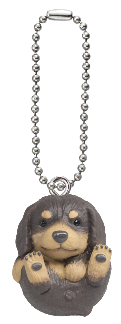 ミニチュアダックスフンド