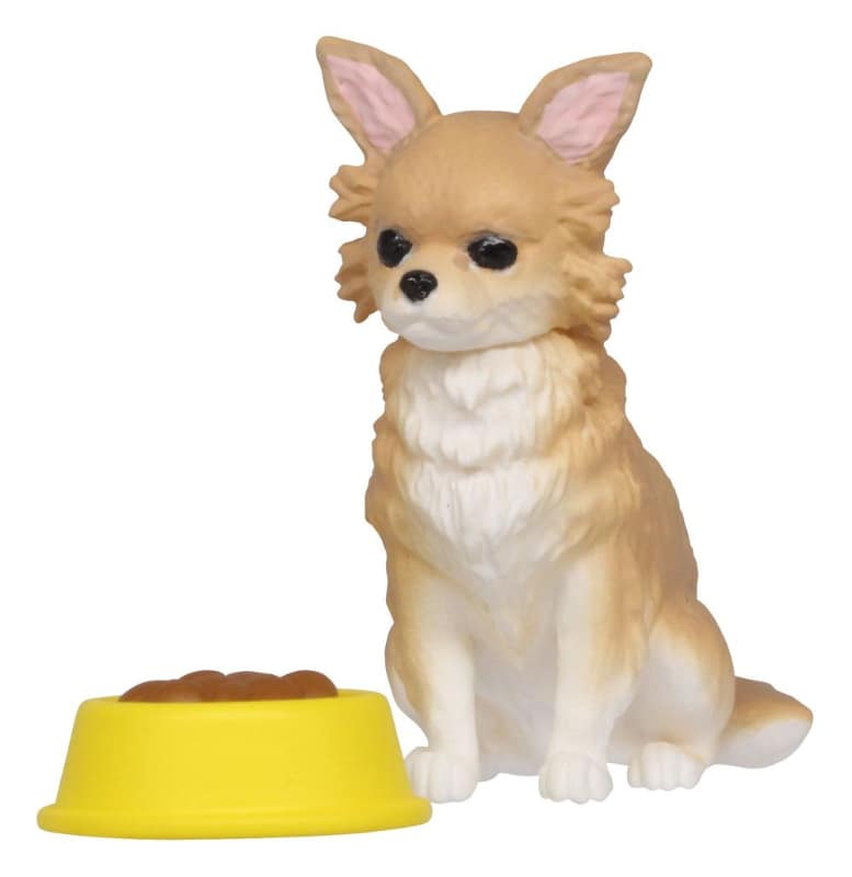 チワワ（クリーム）