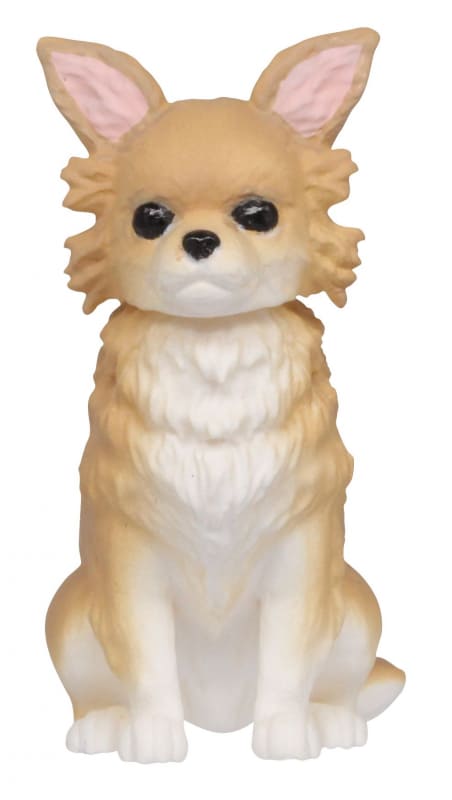 チワワ（クリーム）