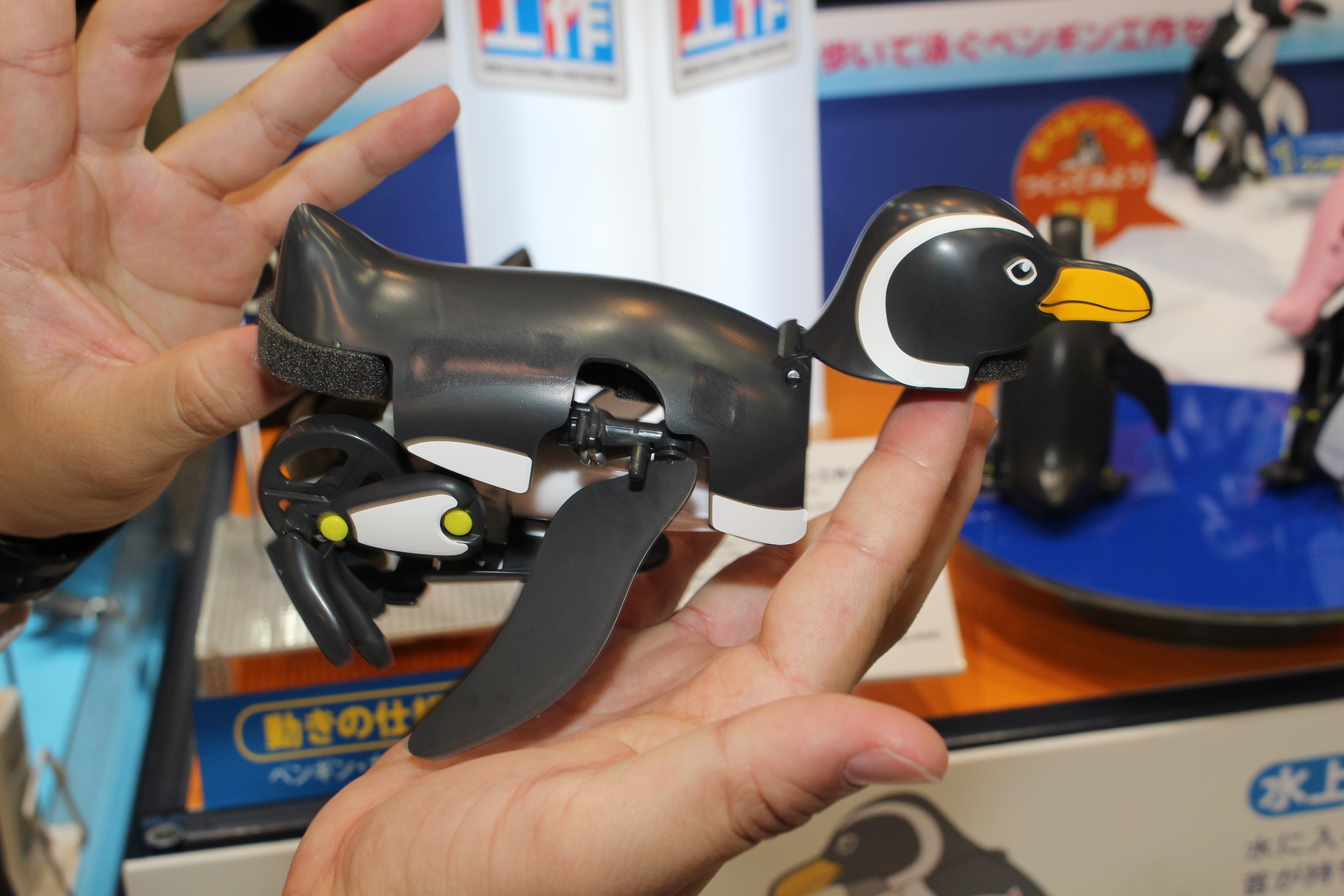 水に入ると浮力で頭が前を向いて泳ぎはじめる