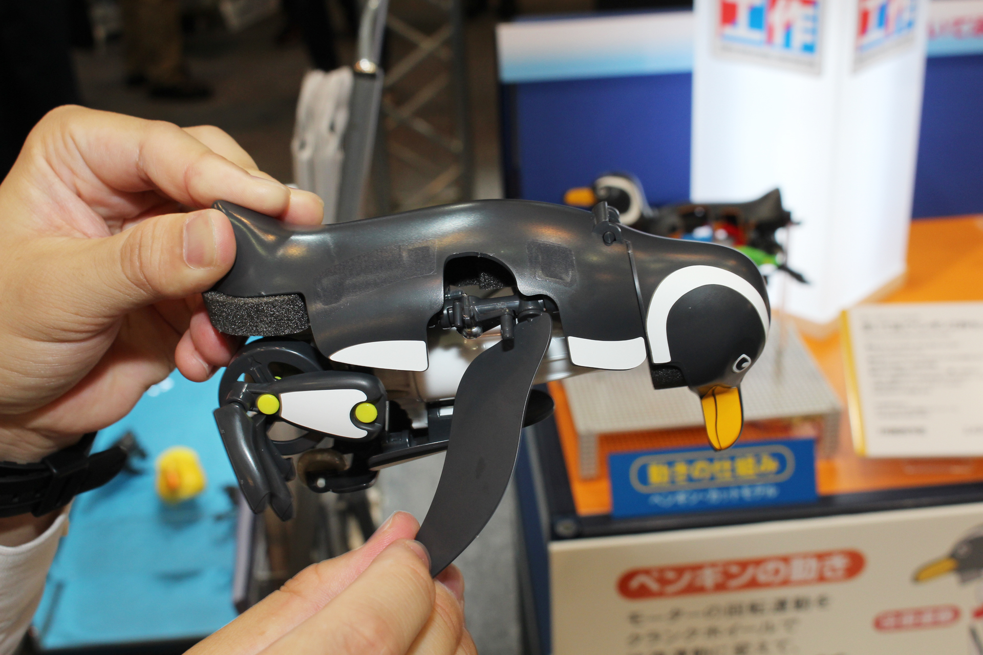 フリッパーの動きは陸上でも同じだが、水中ではオールのような役割になる