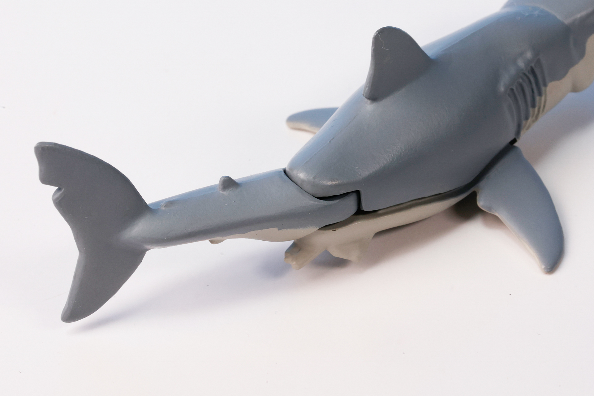 サメの尾びれには切れ目が入っている