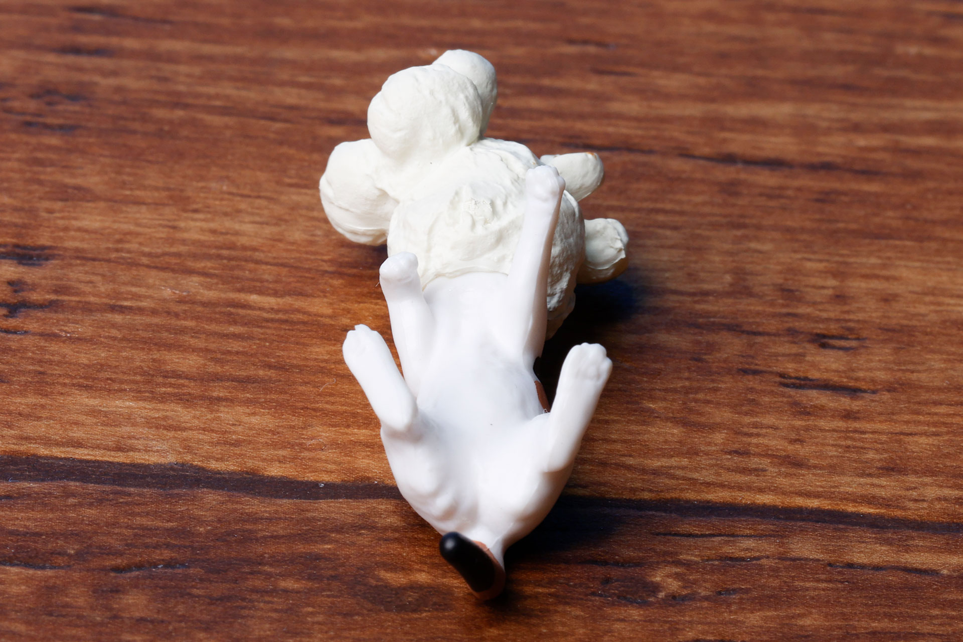 お腹側は真っ白だ