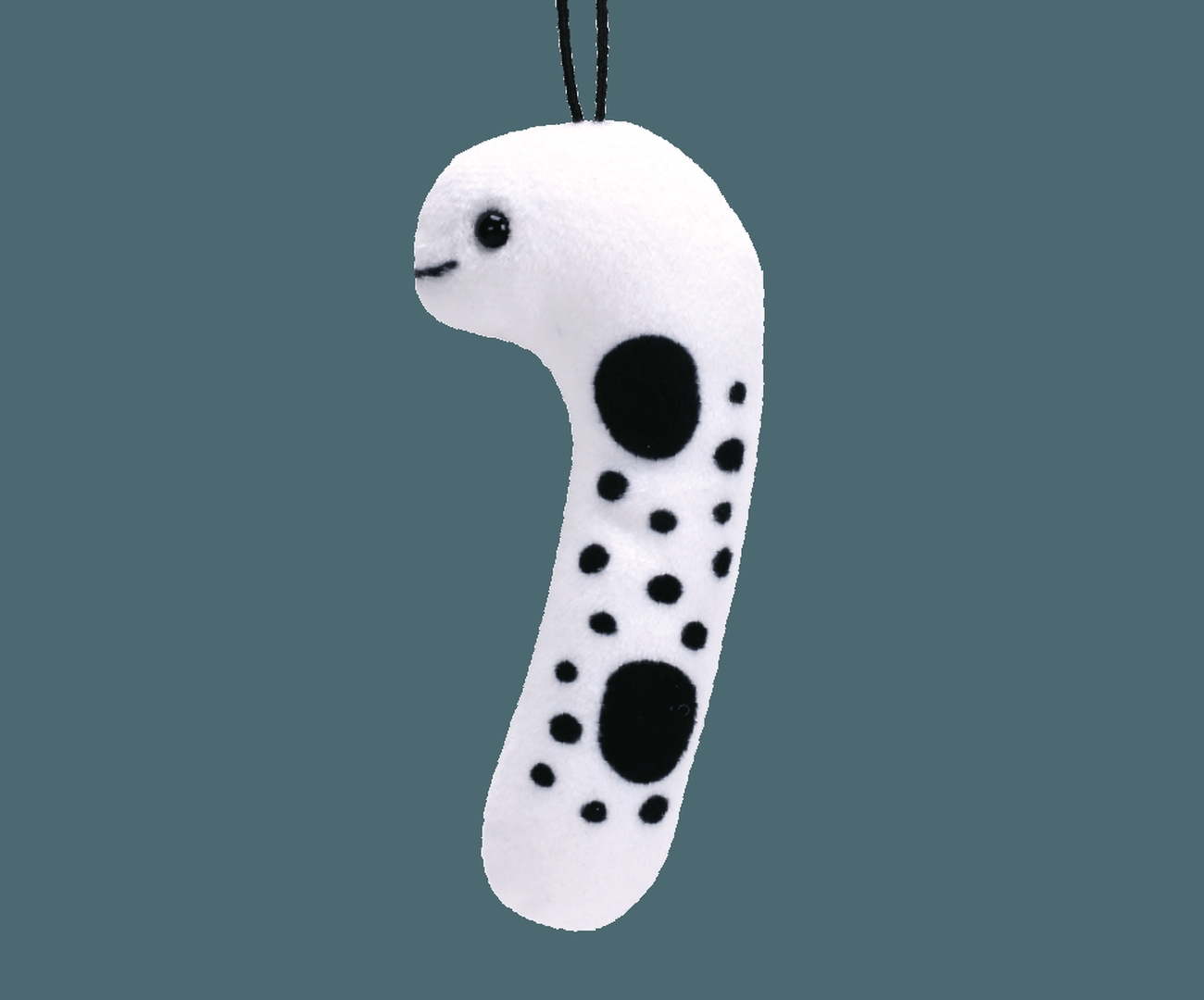 「チンアナゴ」