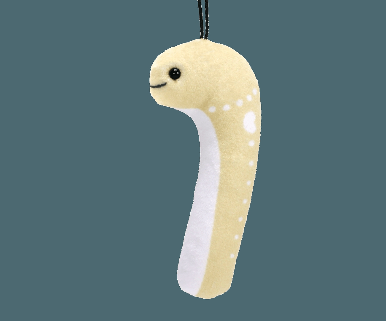 「ホワイトスポテッドガーデンイール」