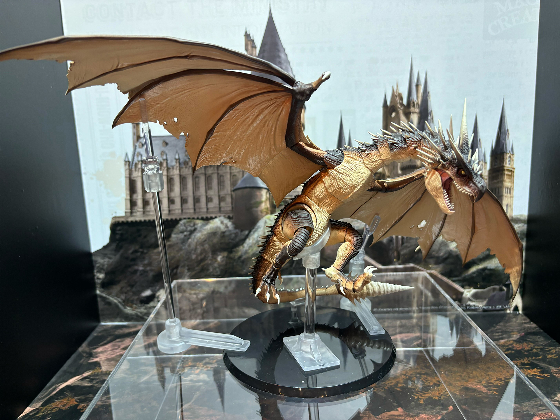 ハンガリー・ホーンテイル