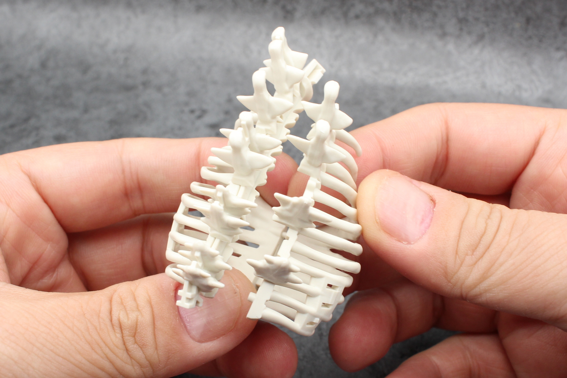 背骨のパーツを挟み込むように肋骨を取り付けると……